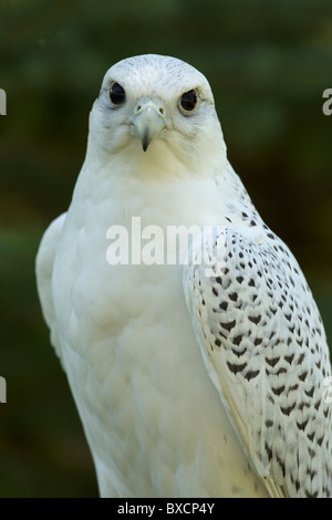 Gerfalke (Falco Rusticolus) Porträt-Captive - in extremen Nordamerika gefunden Stockfoto