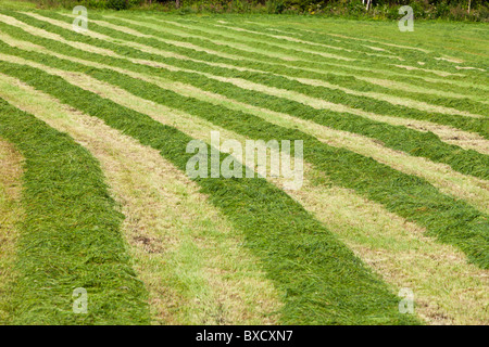 Reihen von frisch geschnittenem grünen Gras für die Tierfütterung liegen auf dem Feld warten auf das Sammeln , Finnland Stockfoto