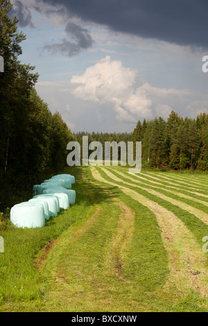 Blick auf Zeilen frisch gemähtes Gras für die Tierfütterung liegen im Feld warten sammeln, Finnland Stockfoto