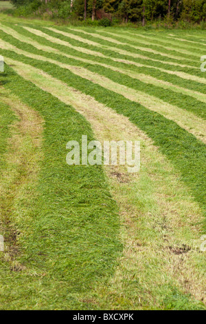 Reihen von frisch geschnittenem grünen Gras für die Tierfütterung liegen auf dem Feld warten auf das Sammeln , Finnland Stockfoto