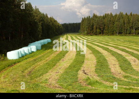 Blick auf Zeilen frisch gemähtes Gras für die Tierfütterung liegen im Feld warten sammeln, Finnland Stockfoto