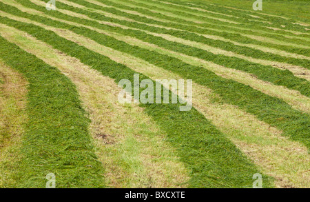 Reihen von frisch geschnittenem grünen Gras für die Tierfütterung liegen auf dem Feld warten auf das Sammeln , Finnland Stockfoto