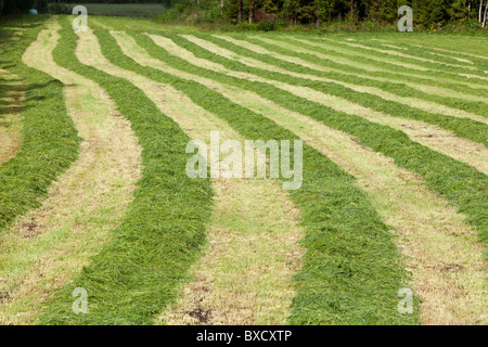 Reihen von frisch gemähten Grases für die Tierfütterung liegen im Feld warten sammeln, Finnland Stockfoto