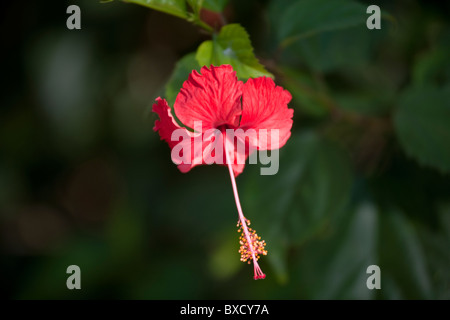 Hibiskusblüte in Wäldern Costa Ricas Stockfoto