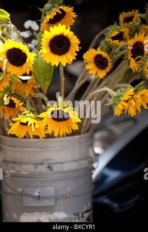 Sonnenblumen in einem grauen Eimer Stockfoto