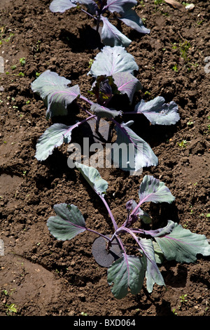 Rotkohl-Sämlinge wachsen im Garten Surrey england Stockfoto