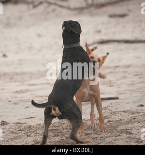 Zwei Hunde kämpfen am Strand in Costa Rica Stockfoto