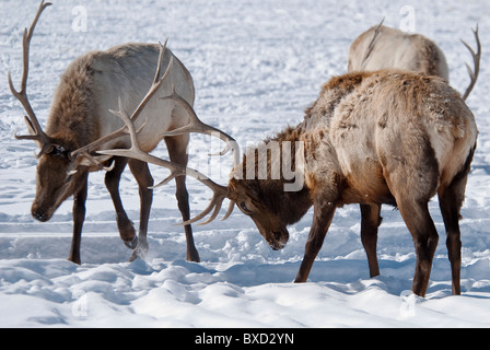 Rocky Mountain Elk Stiere sparsame Cervus Elaphus National Elk Refuge Wyoming USA Stockfoto