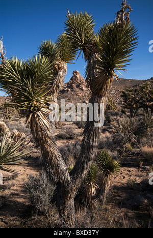 Joshua Tree Yucca Brevifolia Cedar Canyon Road Mojave National bewahren Kalifornien USA Stockfoto