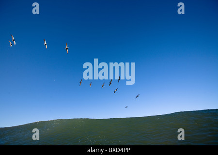 Ein Schwarm Pelikane fliegen über eine Welle. Stockfoto