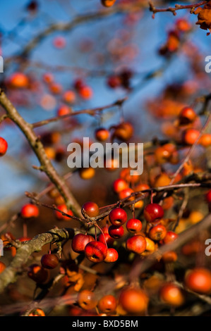 Malus 'Evereste', Crab Apple Tree in Frucht im November Stockfoto