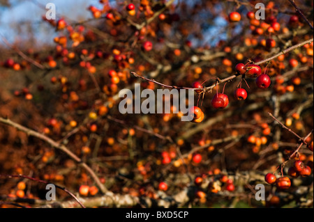 Malus 'Evereste', Crab Apple Tree in Frucht im November Stockfoto