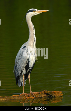 Graue Reiher (Ardea Cinerea) stehend auf einem Baumstamm in einem See Stockfoto