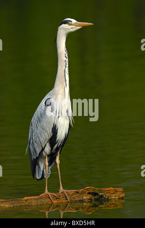 Graue Reiher (Ardea Cinerea) stehend auf einem Baumstamm in einem See Stockfoto