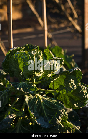 Rosenkohl "Brillant", Brassica Oleracea Gemmifera, wächst bei RHS Rosemoor, Devon, England, Vereinigtes Königreich Stockfoto