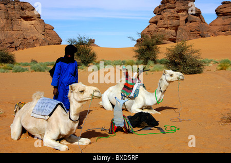 Tuareg Mann Vorbereitung Mehari Dromedare für eine Fahrt in die Wüste, Sahara, Libyen Stockfoto