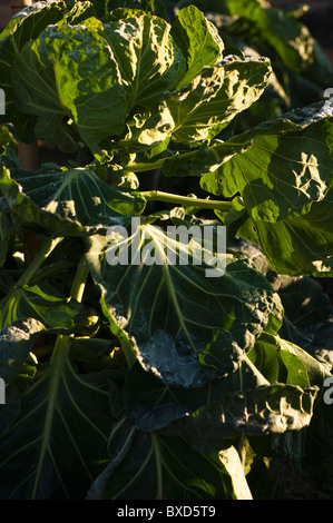 Rosenkohl "Brillant", Brassica Oleracea Gemmifera, wächst bei RHS Rosemoor, Devon, England, Vereinigtes Königreich Stockfoto