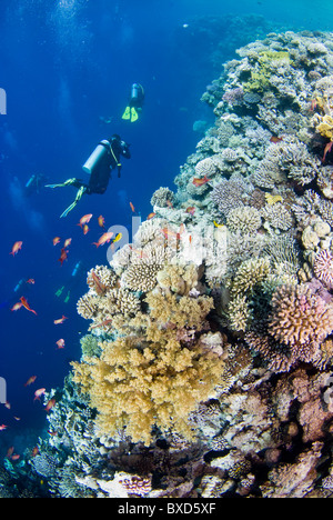 Korallenriff und Taucher, Blue Hole, Dahab, Ägypten, Rotes Meer Stockfoto