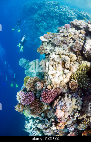 Korallenriff und Taucher, Blue Hole, Dahab, Ägypten, Rotes Meer Stockfoto