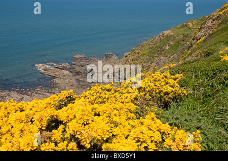 Beeindruckende Nord Cornwall Küste etwa zwei Meilen nördlich von Crackington Haven im Cleave Strand Stockfoto