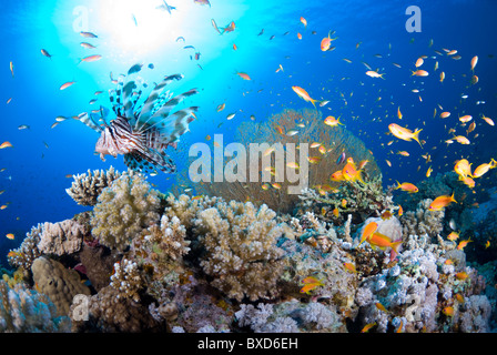 Rotes Meer Rotfeuerfische, Gabr el Bint, Dahab, Rotes Meer, Ägypten Stockfoto