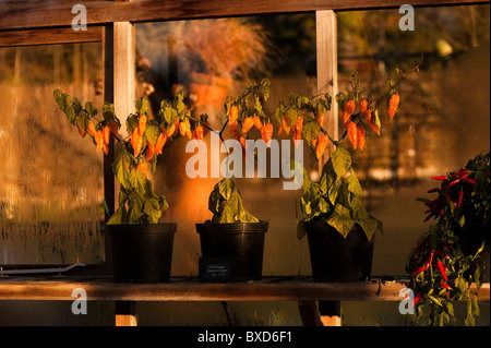 Chili Peppers "Haberno Fatali", wächst in einem Gewächshaus bei RHS Rosemoor, Devon, England, Vereinigtes Königreich Stockfoto