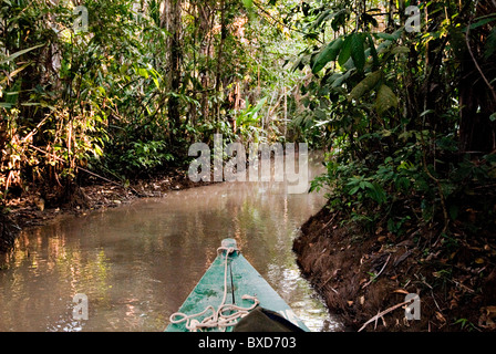 Amazonas-Regenwald, Puerto Maldanado, Peru. Stockfoto