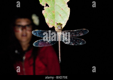 Eine Libelle schläft in der Nacht festhalten an einem Blatt; während eine junge Frau verwundert auf das Insekt im Hintergrund sieht. Stockfoto