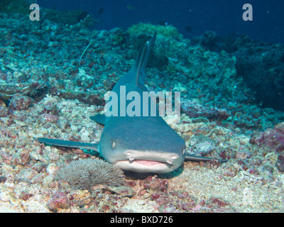 Weißspitzen-Riffhai Triaenodon Obesus ruhen auf dem Meeresboden.  Sipadan, Borneo, Malaysia Stockfoto