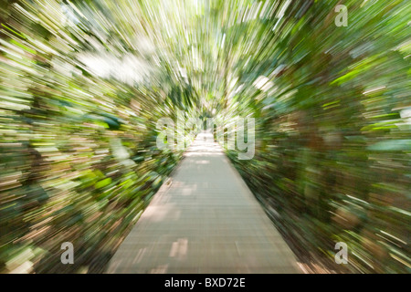 Eine hölzerne Pfad durch den Regenwald in verzerrten Geschwindigkeit. Stockfoto