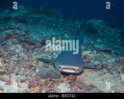 Weißspitzen-Riffhai Triaenodon Obesus ruhen auf dem Meeresboden.  Sipadan, Borneo, Malaysia Stockfoto