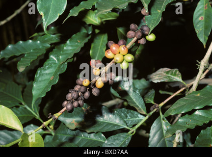 Kaffee-Beere Erkrankung (Colletotrichum Coffeanum) Kaffee Beeren auf den Busch, Kenia Stockfoto