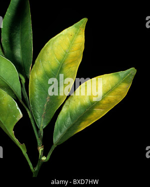 Chlorosen orange Blätter im Baum durch Magnesiummangel verursacht Stockfoto