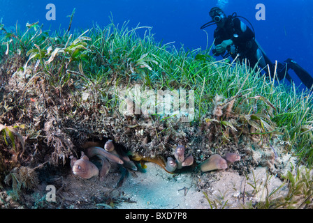 Morey Eels, Taba, Ägypten, Rotes Meer Stockfoto