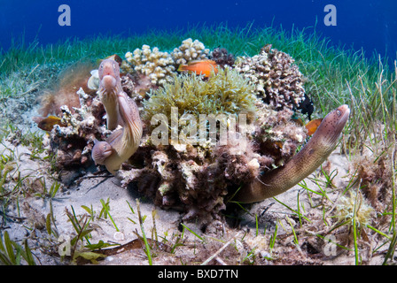 Morey Eels, Taba, Ägypten, Rotes Meer Stockfoto