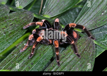 Orange Kneed Tarantula "Megaphobema Mesomelas" aus Costa Rica Stockfoto