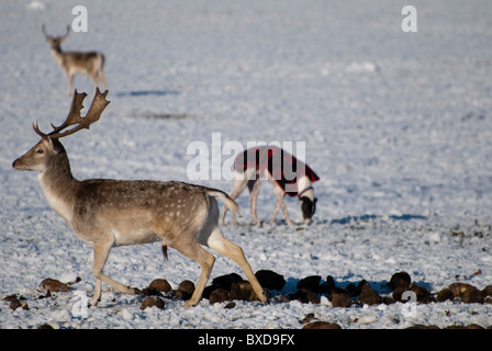 Damhirsch (Cervus Dama) mit einem losen Hund im Hintergrund Stockfoto