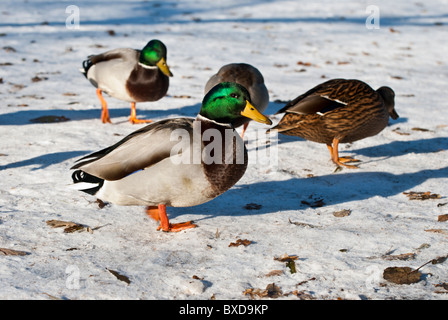 Eine Gruppe von Mallard Enten im Schnee Stockfoto