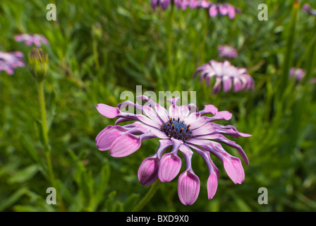Löffel Daisy Osteospermum rosa wirbelt Compositae African Daisy Stockfoto