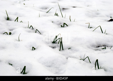 Überwinterung japanische Zwiebeln angebaut von setzt im Schnee bedeckt Stockfoto