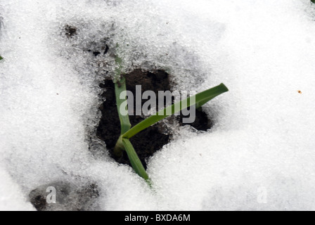 Überwinterung japanische Zwiebeln angebaut von setzt im Schnee bedeckt Stockfoto