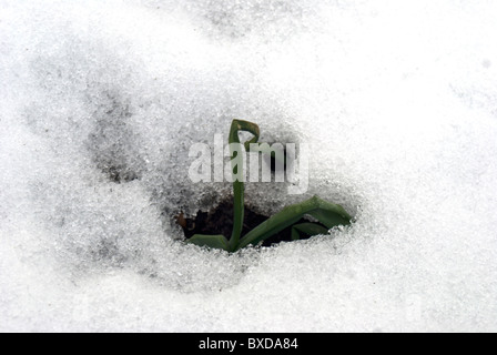 Überwinterung japanische Zwiebeln angebaut von setzt im Schnee bedeckt Stockfoto