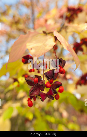 Spindel-Baum mit Kapsel hängende Frucht Beere im Frühherbst Stockfoto