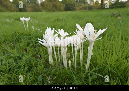 Crocus Ochroleucus peeping durch eine Wiese Stockfoto