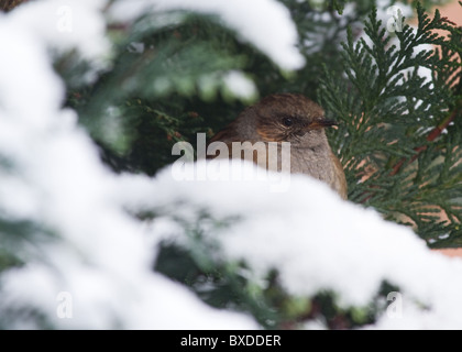 Heckenbraunelle (Prunella Modularis) in eine Hecke voller Schnee Stockfoto