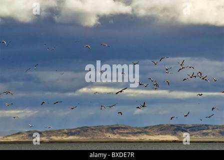 Vogelflug im März am unteren Klamath National Wildlife Refuge, Kalifornien, USA Stockfoto