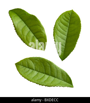Teeblätter isoliert auf weißem Hintergrund Stockfoto