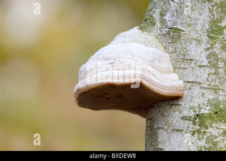 Birke Polypore; Pilz; Piptoporus Betulinus; auf Birke Stockfoto