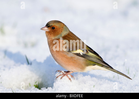 Buchfink; Fringilla Coelebs; Männlich; im Schnee Stockfoto
