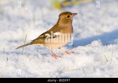 Buchfink; Fringilla Coelebs; Weiblich; im Schnee Stockfoto